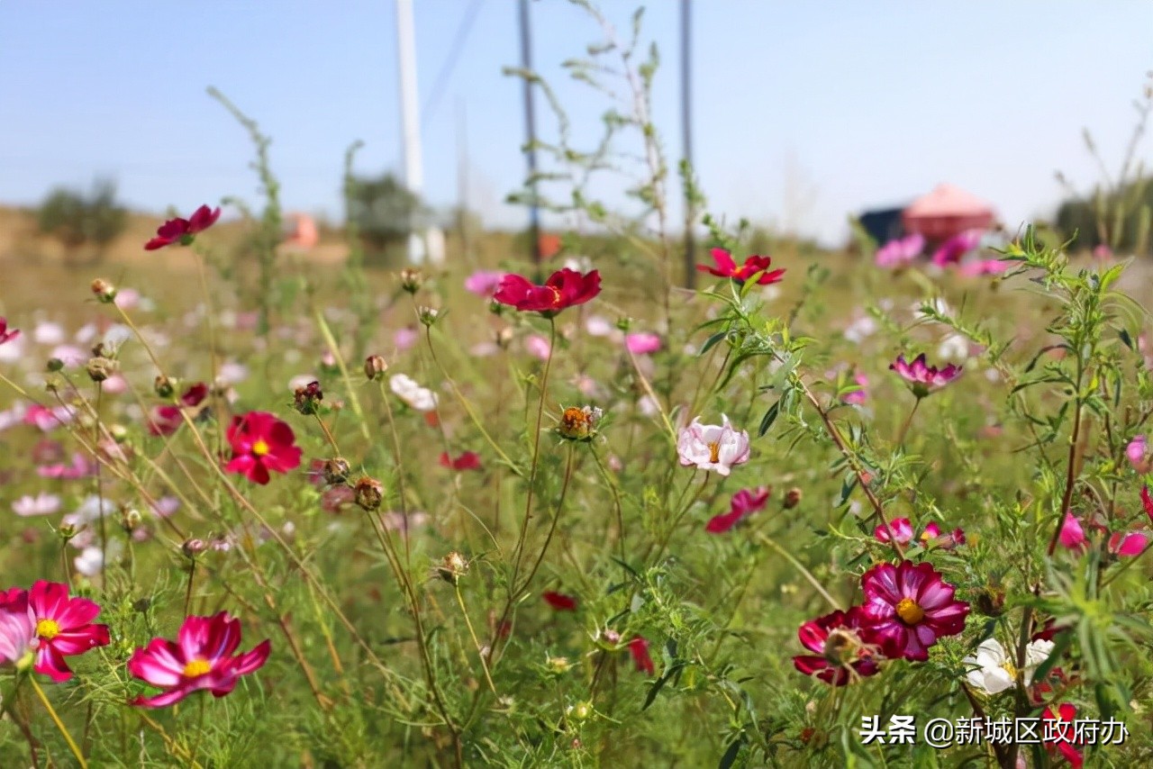 乡村振兴绿色田园景色如画,小康美丽乡村