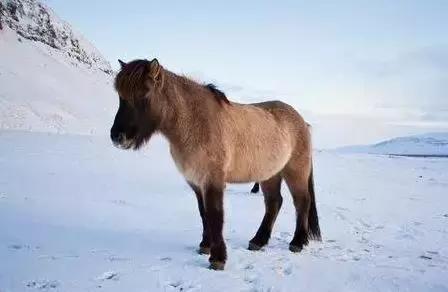 波兰翼骑兵冲锋,战意波兰翼骑兵和匈牙利骑兵对比