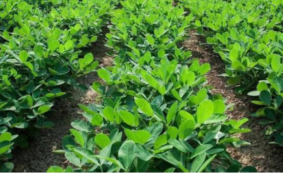 花生和核桃生长过程,核桃样子的坚果