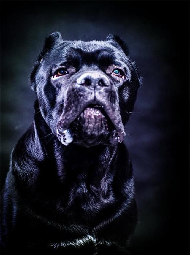 卡斯罗和罗威纳哪个适合家庭犬,帅气的罗威纳