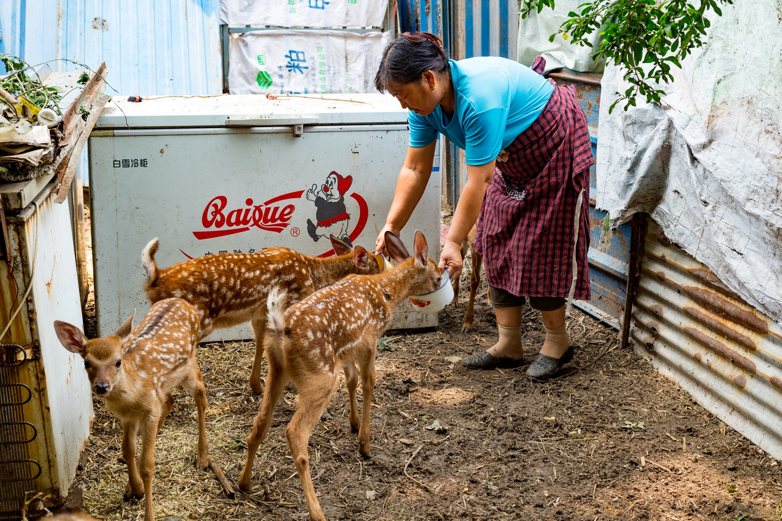 山东邹平市：退役军人夏方刚靠养殖梅花鹿走上致富路