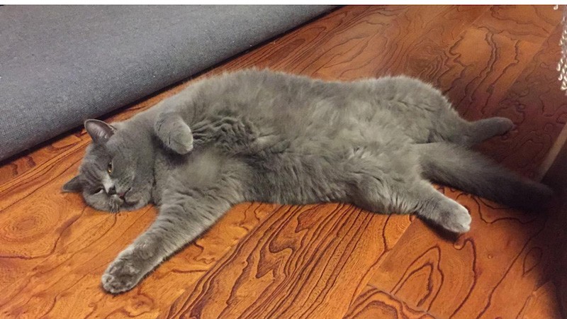 50天英短猫不长是不是生病了,英短猫容易得什么病