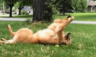 狗狗必备的5种玩具,狗狗最爱的玩具排行榜