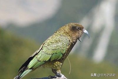 鏂拌タ鍏版槸鍐滀笟鍥藉悧,鍐滀笟鍥芥柊瑗垮叞