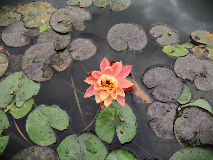 成长股的基本面指标是啥样的,成长股有哪些重要特征