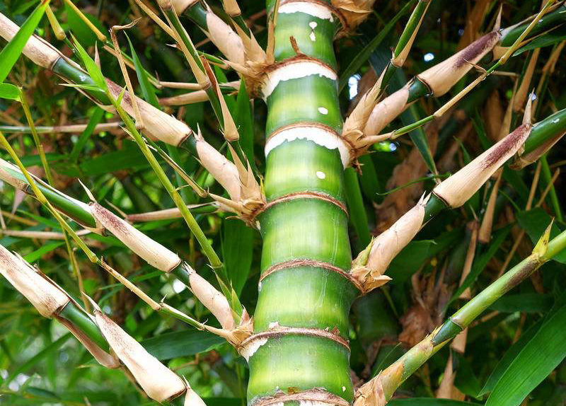 孔子有登泰山而小天下的名言,孔子登泰山而小天下的翻译是什么