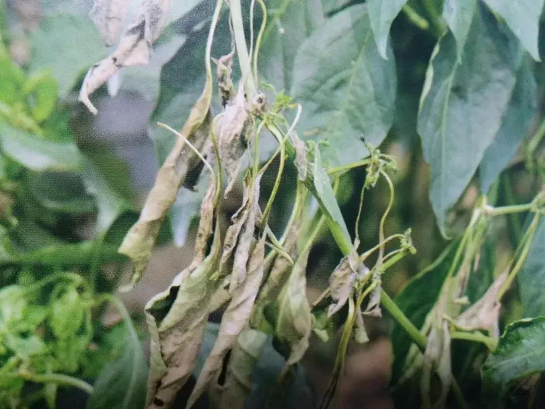青霉病属于灰霉病还是软腐病,蔬菜霜霉灰霉病克星
