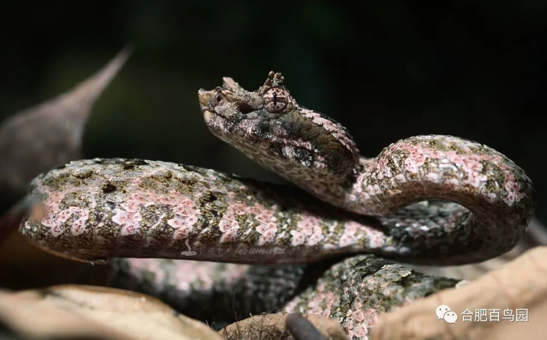 蛇如何升级为龙,可以升级的蛇
