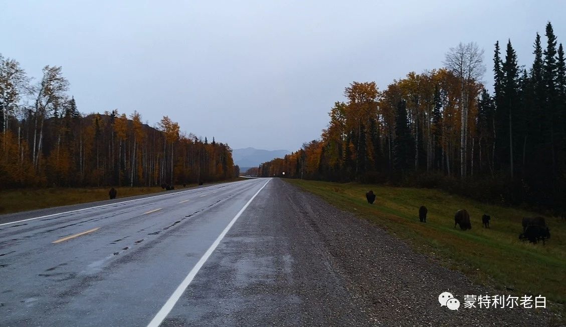 跟着老白行走加拿大，育空Watson Lake、BC省Northern Rockies