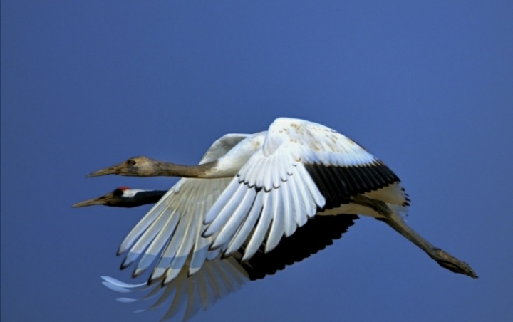 初中语文课外古诗意象,初中语文古诗之意象意境知识点