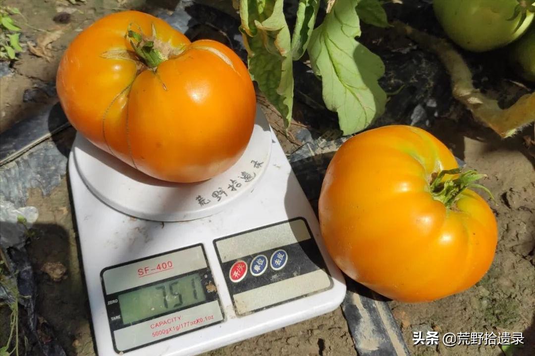 番茄的黑历史,关于番茄的那些事儿