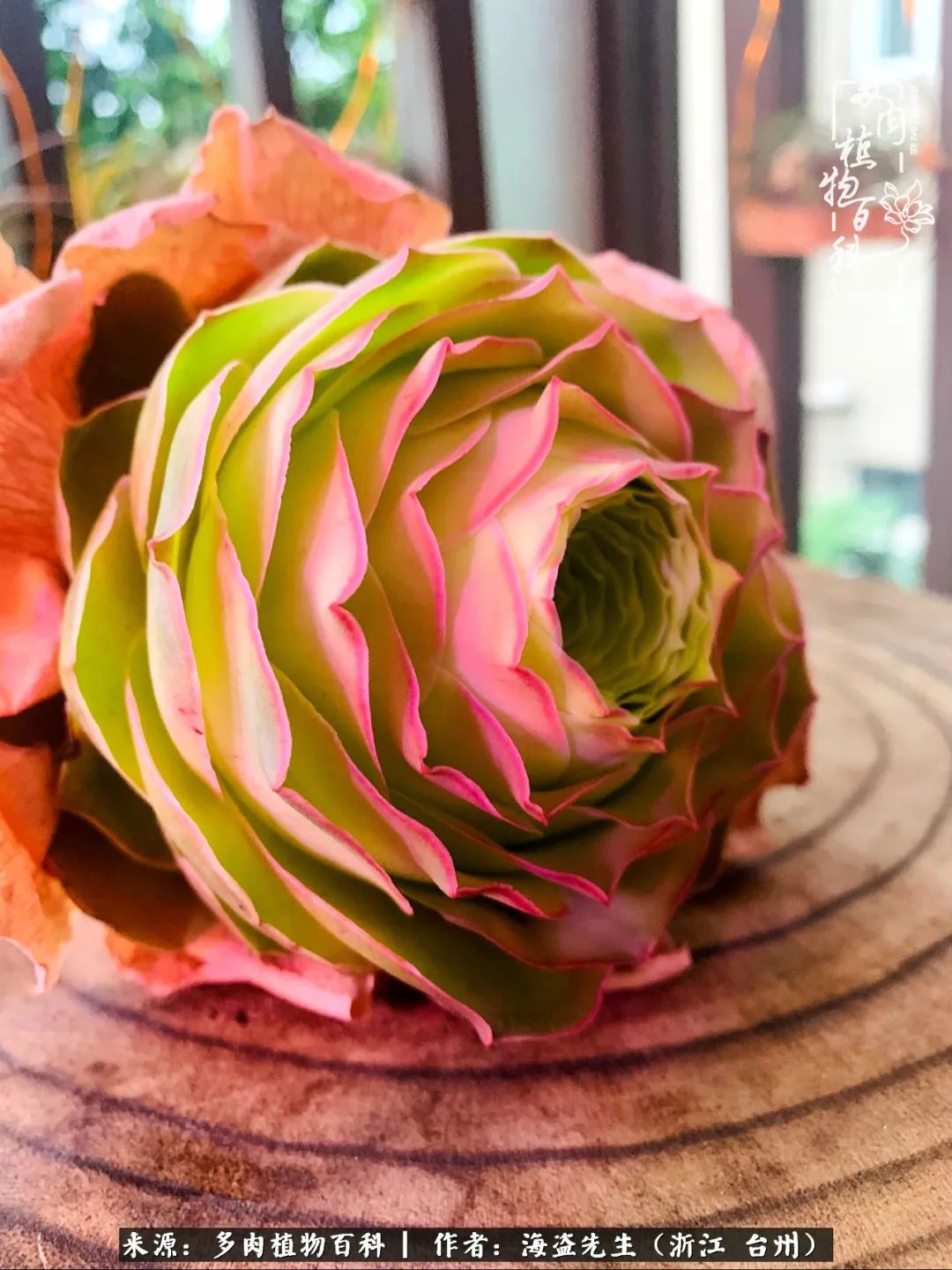 山地玫瑰养护顺口溜,山地玫瑰的养护种植注意事项视频