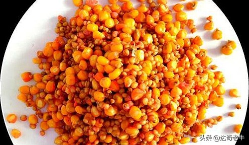 西部风老坛玉米发酵窝料制作方法,自己做的老坛玉米需要密封发酵吗