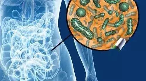 小孩的肠道菌群和母亲菌群,菌群影响神经系统和后天免疫发育