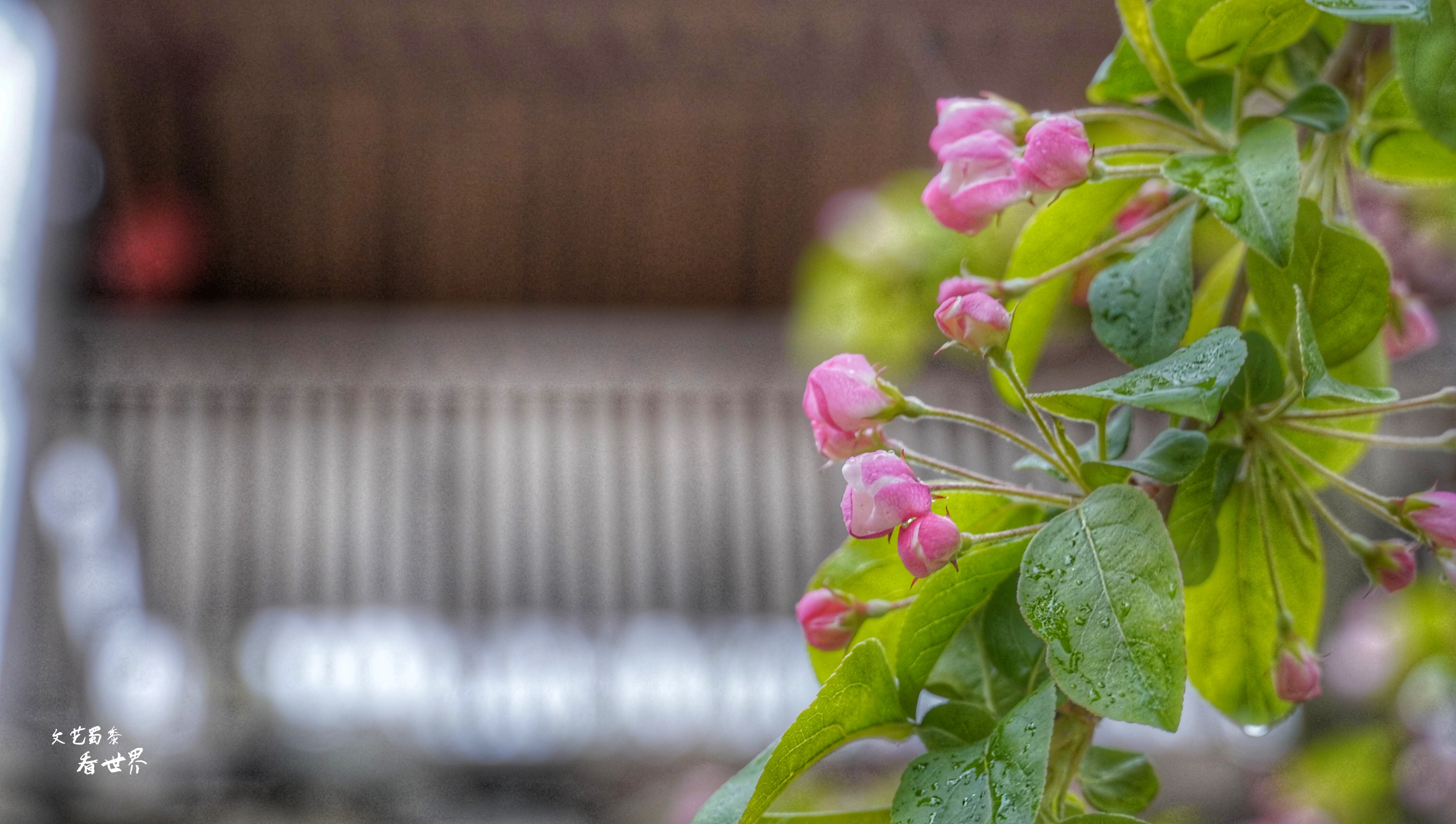 因《舌尖上的中国》而为人所知，刚刚的四月飞雪又让它美成了仙境