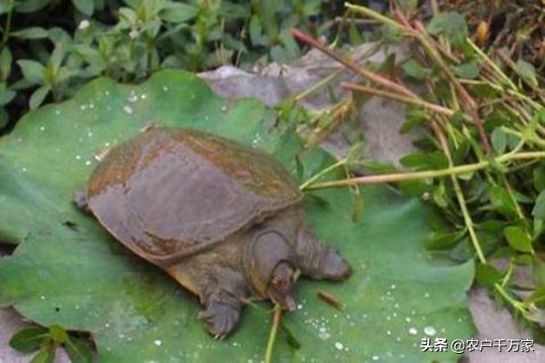 冬季甲鱼如何保活,甲鱼怎么防天敌