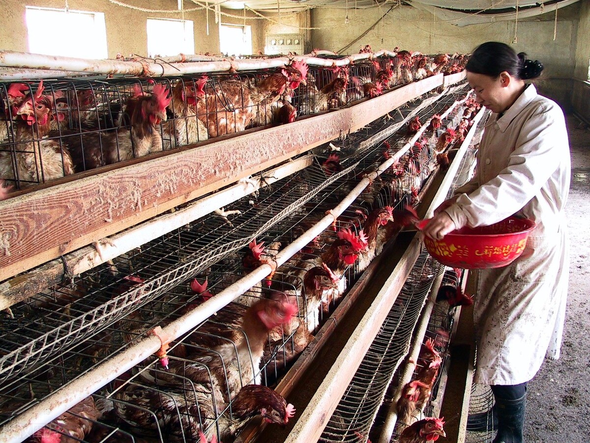 石家庄高标准农田建设项目2023,河北省2023项目集中开工