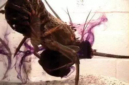 这只风靡网络的可爱“海中小白兔”，竟然颠覆了网友的三观