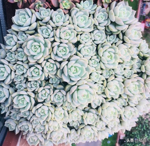 如何让白牡丹变红色,白牡丹多肉怎么养才能爆盆