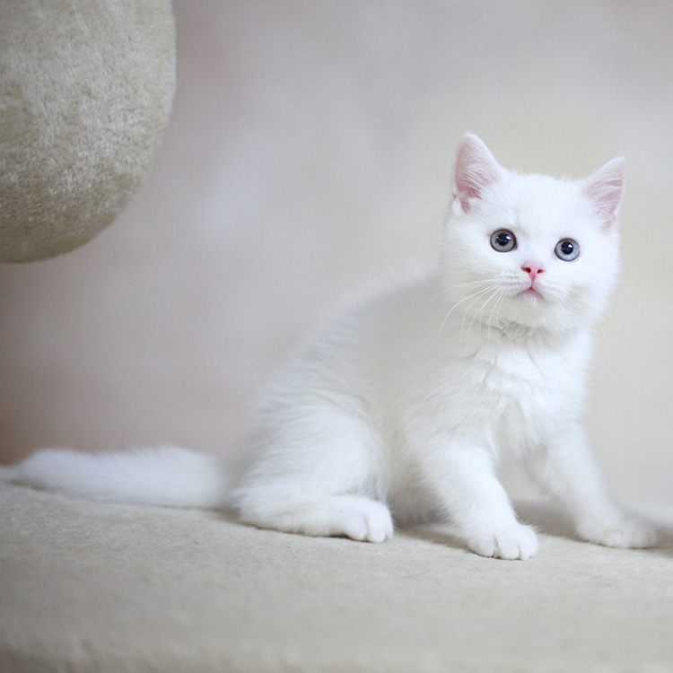 英国短毛猫养猫,英国短毛猫养猫知识