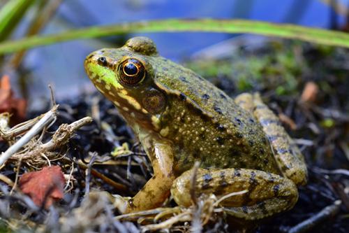 青蛙弗洛格的成长故事简介,青蛙的简介和习性