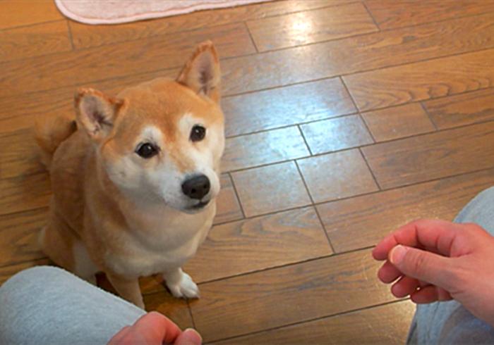 柴犬作揖是为啥,柴犬表示认错