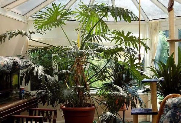 办公室最好养的大型盆栽,适合放在办公室的大盆栽植物