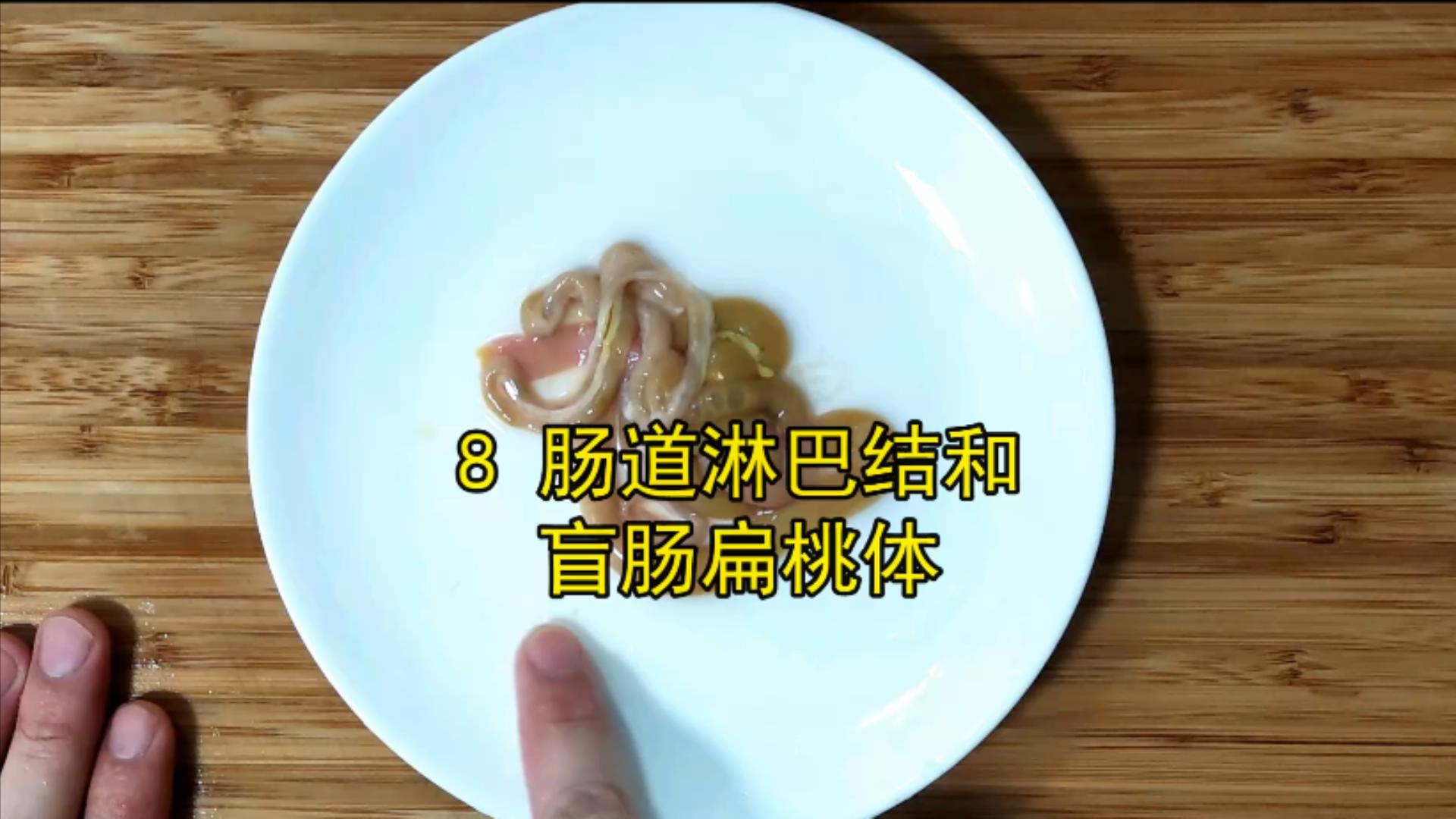 鸽子十大毒素排名,鸽子的毒素在哪里