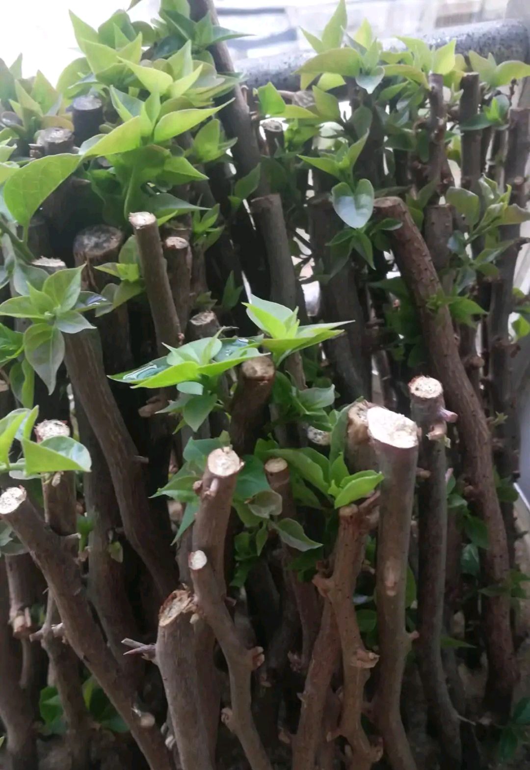 秋天扦插花苗,秋天扦插的小苗