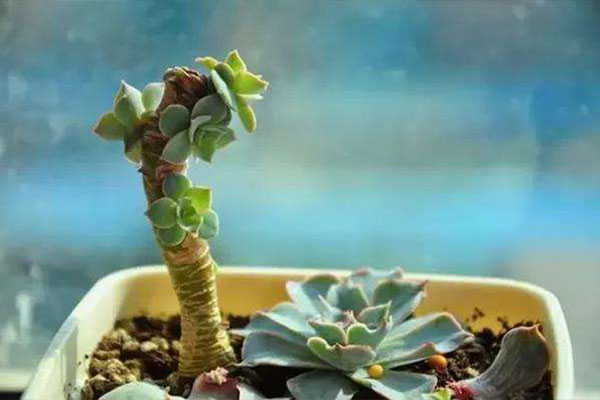 五月份法师多肉砍头可以扦插吗,多肉碧桃砍头扦插多久能生根服盆