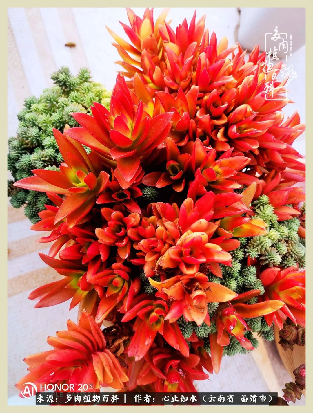 感谢陪伴感恩所有的遇见,让每个人都能感受到多肉的美好