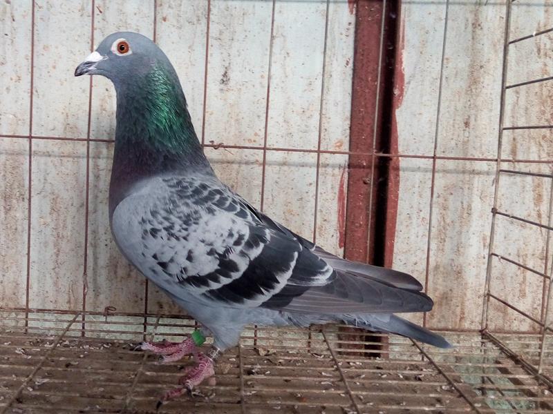 刚抓来的成年伯劳该怎么饲养,初养伯劳鸟的饲养方法