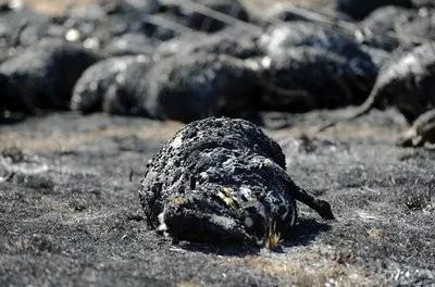 「澳洲山火启示」12星座谁直觉最准能躲避灾祸？