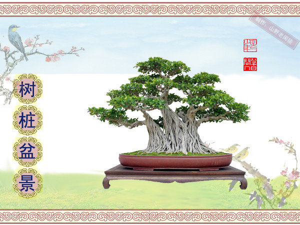 高山杜鹃花老树桩盆景,大树桩盆景欣赏