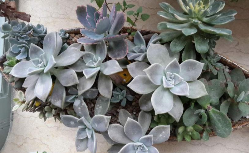 多肉生虫最有效的方法,多肉生虫怎么杀