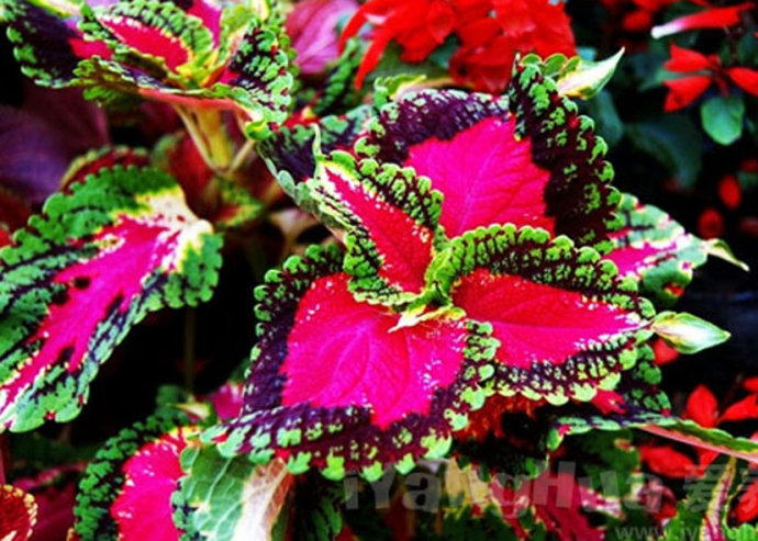 景观草花图,地被类的花草图片