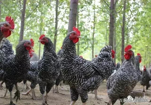 养鸡三大绝密秘诀,养鸡技术十大经典