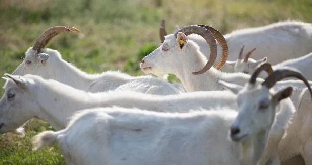 四川山羊养殖技术,黄牛的养殖技术