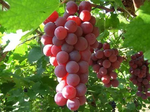 来凤鱼璧山兔蔡家店,来凤鱼璧山兔正宗做法