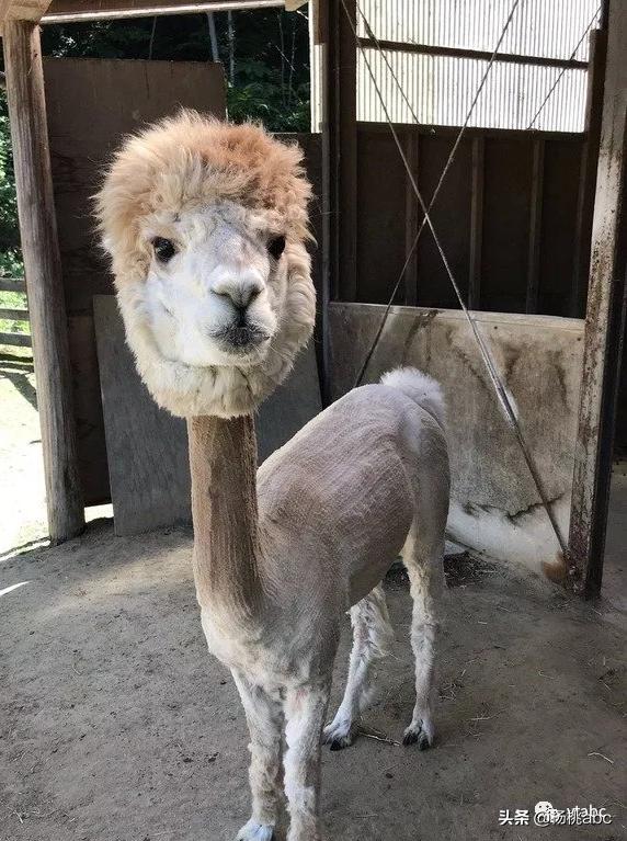 南极人羽绒被怎么样,南极人羊毛冬被