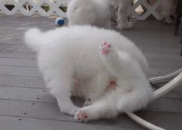 狗狗的宝宝,狗狗的宝宝日常