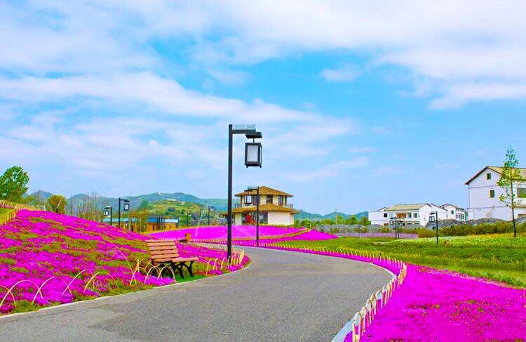 河北芝樱丛生福禄考种植基地,上海芝樱丛生福禄考报价