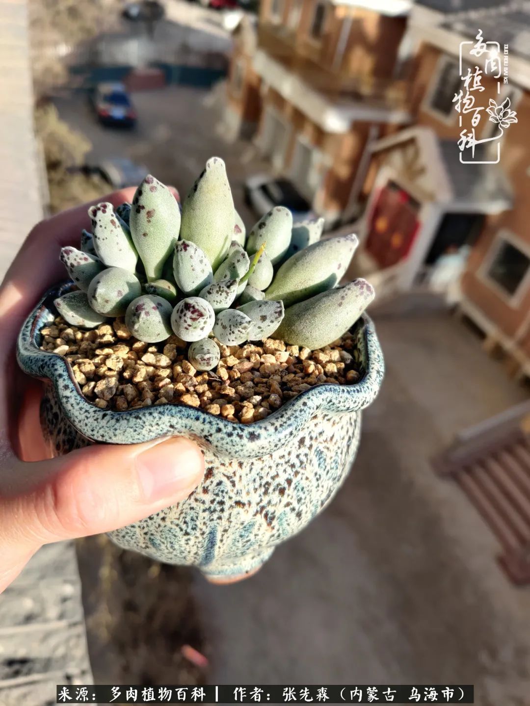 吸取教训，不断探索，英语老师的多肉碎碎念