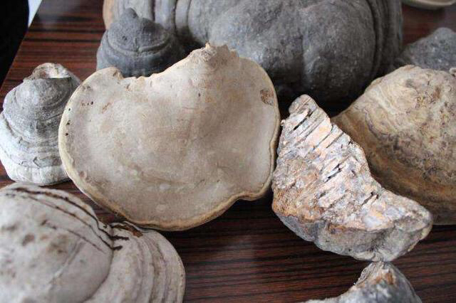 桦菌芝和桦树茸是同一种药材吗,桦菌芝有毒吗