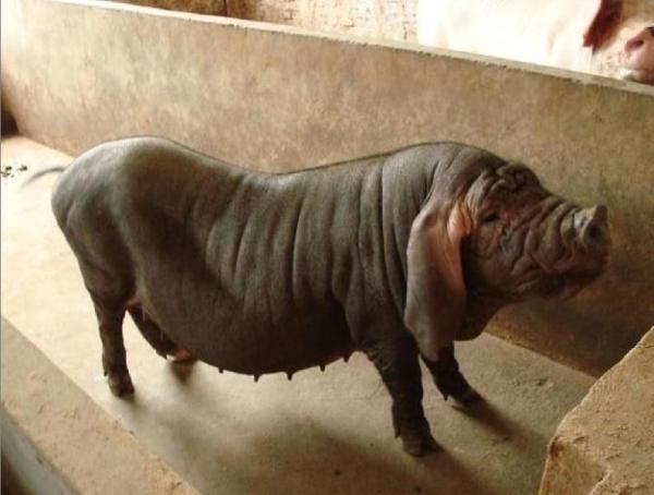 转基因猪和花猪,白猪和黑猪杂交的猪是什么猪