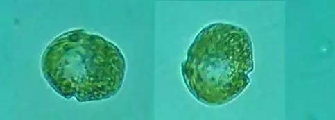 水产养殖业藻类的生命周期,水产养殖常见藻类植物