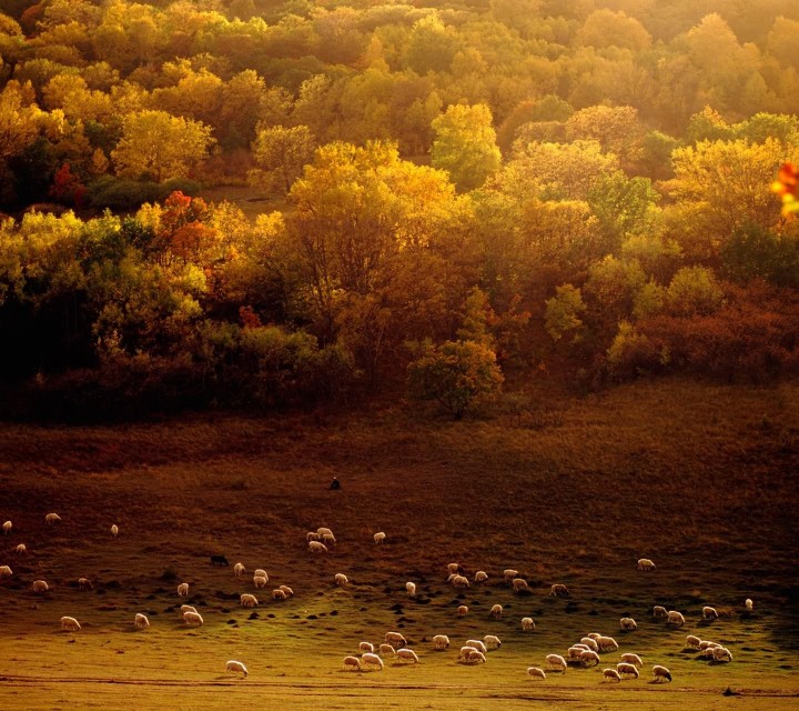 「词一束」陌上花—飞雪天降（外五首）