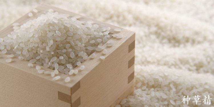 分享7种驱米虫方法,米出虫以后怎么除虫