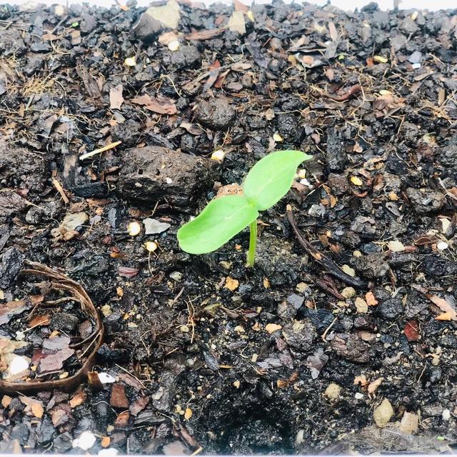 玫瑰花治疗抑郁症案例,园艺治疗成功案例