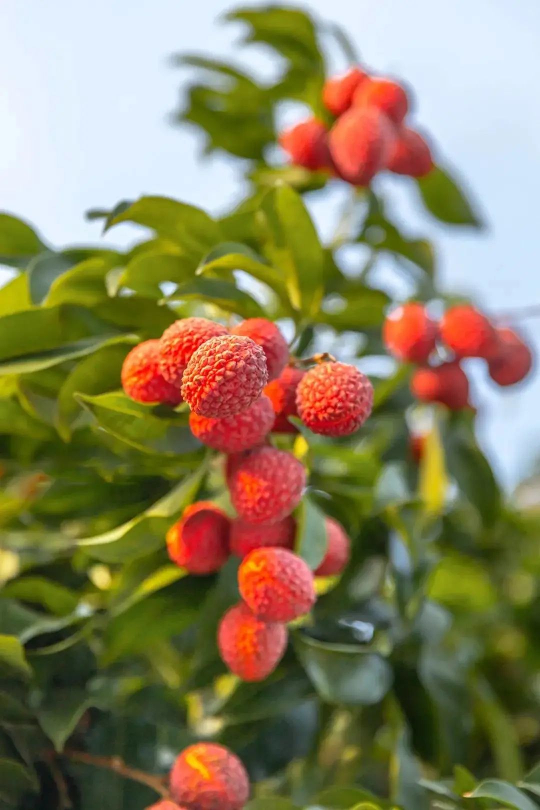 吃完这桌荔枝菜，我明白了荔枝圈的隐形鄙视链